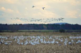 dead-creek-snow-geese