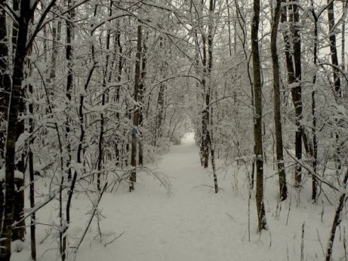 shaw-mountain-trail-winter
